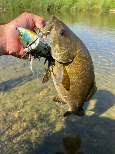 スモールマウスバスの釣果