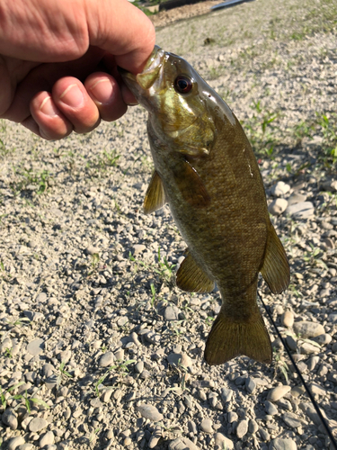 スモールマウスバスの釣果