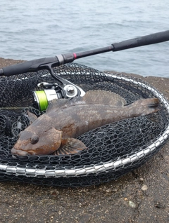 アイナメの釣果