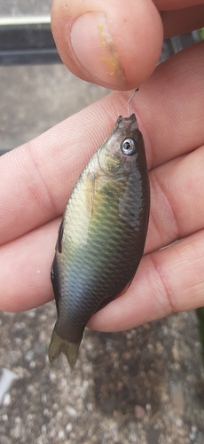 アブラボテの釣果