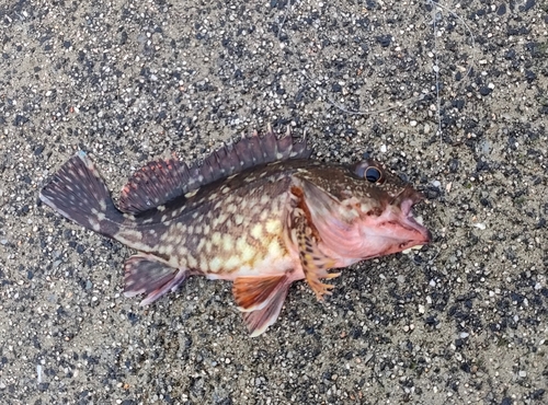 カサゴの釣果