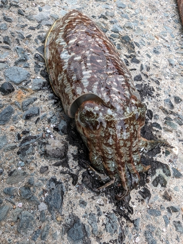 コウイカの釣果