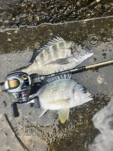 クロダイの釣果