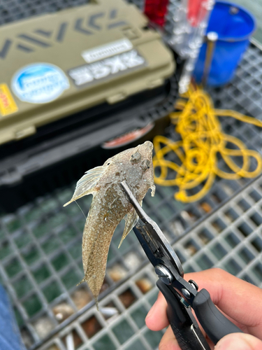 メゴチの釣果