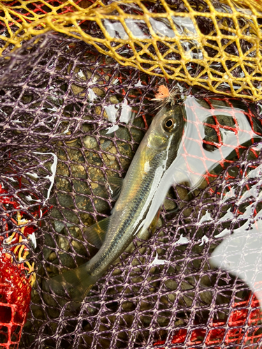 カワムツの釣果