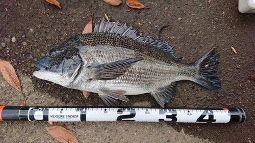 クロダイの釣果