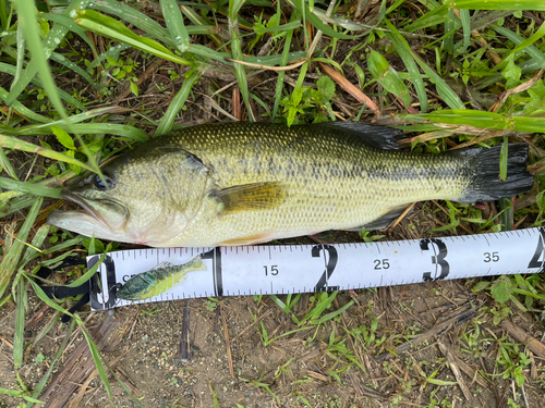 ブラックバスの釣果