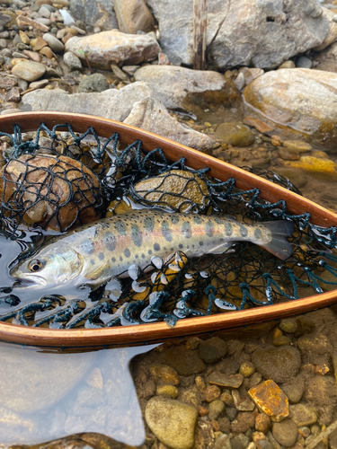 ヤマメの釣果