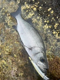 ヒラスズキの釣果