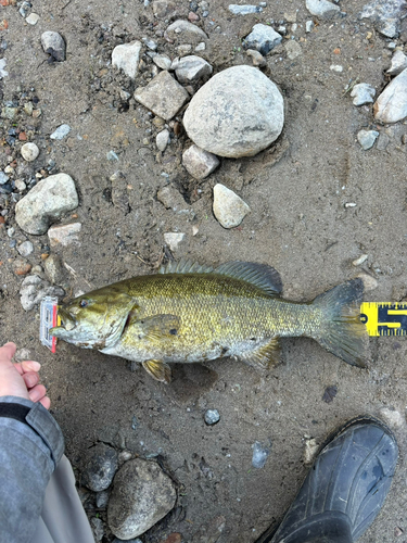 スモールマウスバスの釣果