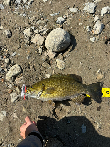 スモールマウスバスの釣果