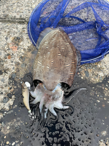 モンゴウイカの釣果