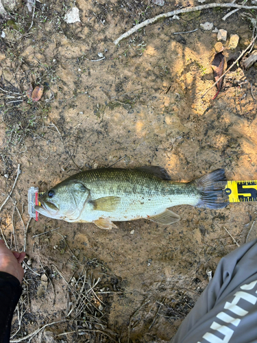 ラージマウスバスの釣果