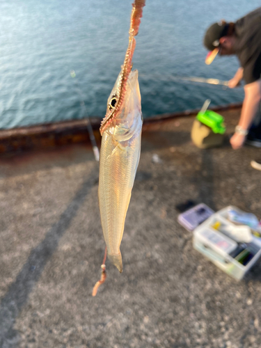 シロギスの釣果