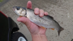 マルタウグイの釣果