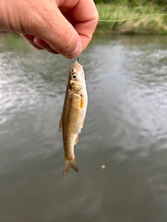 ウグイの釣果