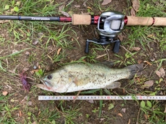 ブラックバスの釣果