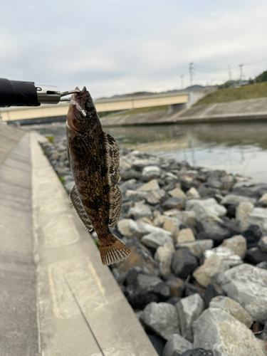 アイナメの釣果