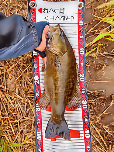 スモールマウスバスの釣果