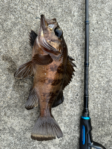 メバルの釣果