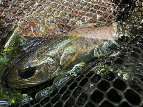 ヤマメの釣果