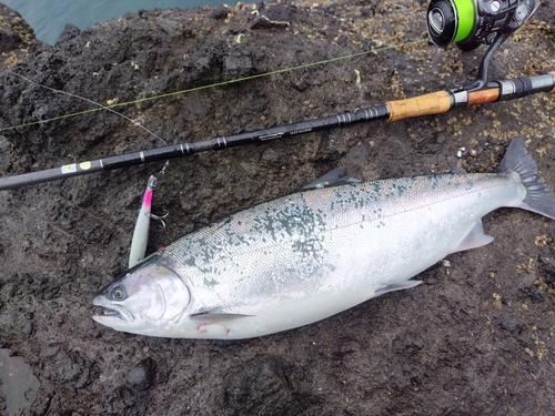 サクラマスの釣果