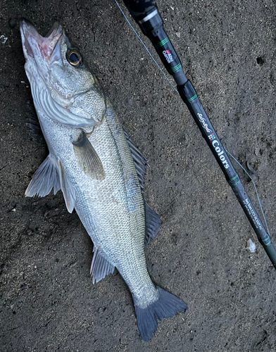 スズキの釣果