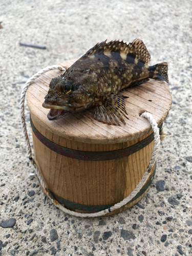 カサゴの釣果