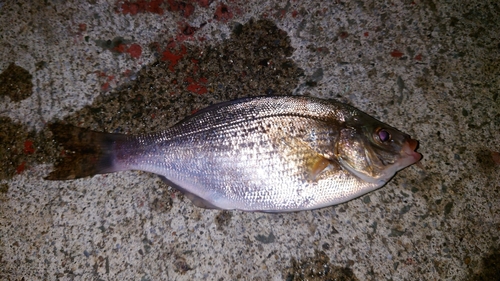 ウミタナゴの釣果