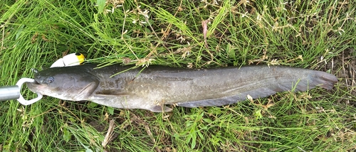 ニホンナマズの釣果