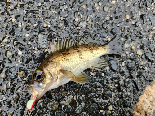 メバルの釣果