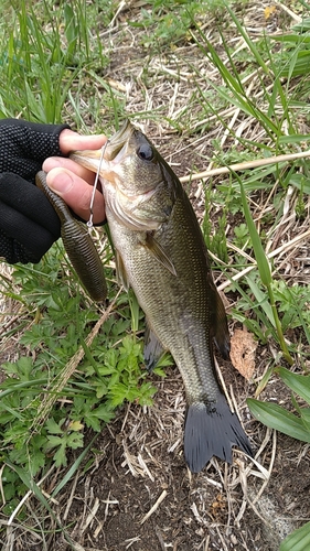 ラージマウスバスの釣果