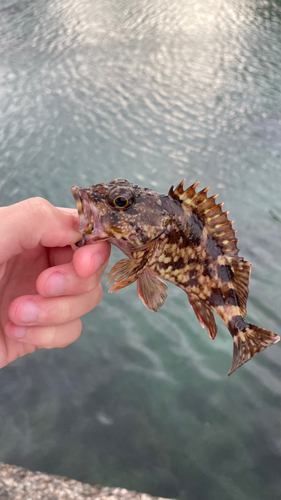 アナハゼの釣果