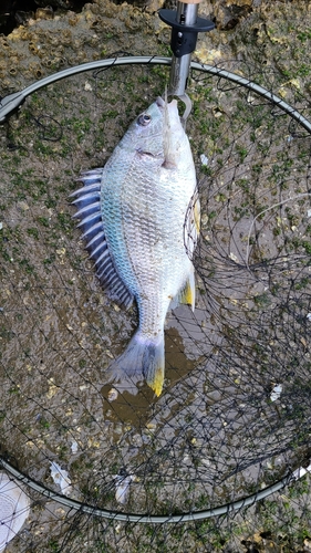 キビレの釣果