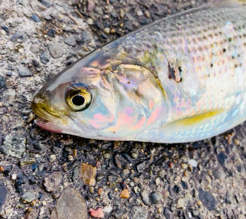 コノシロの釣果