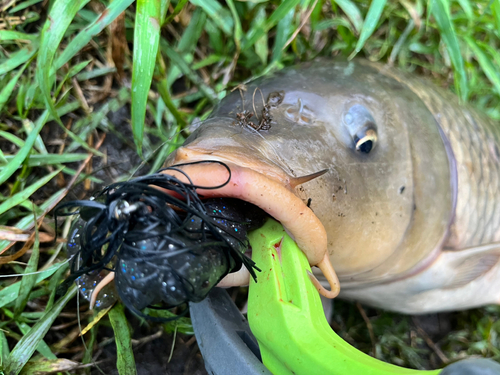 コイの釣果