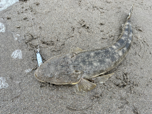 マゴチの釣果