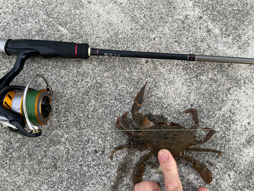 カニの釣果