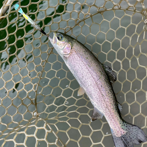 ニジマスの釣果