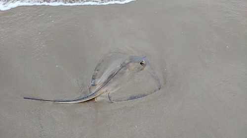 アカエイの釣果