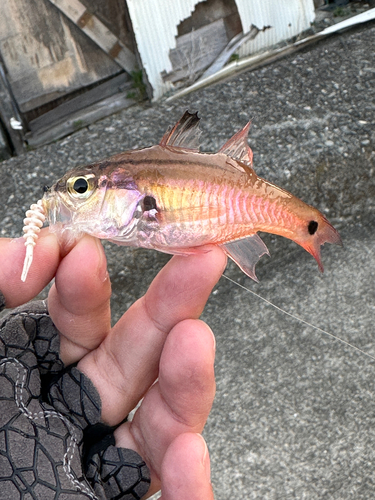 ネンブツダイの釣果