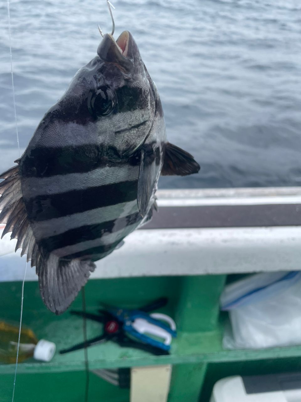 gatzさんの釣果 1枚目の画像