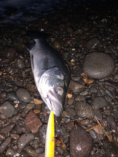 セイゴ（ヒラスズキ）の釣果