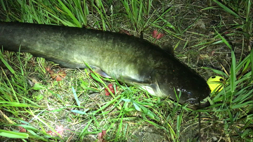 ナマズの釣果