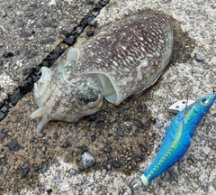 コウイカの釣果