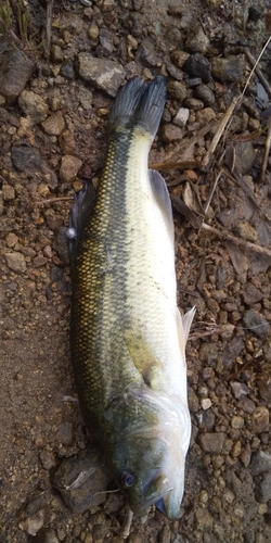 ラージマウスバスの釣果