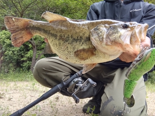 ブラックバスの釣果