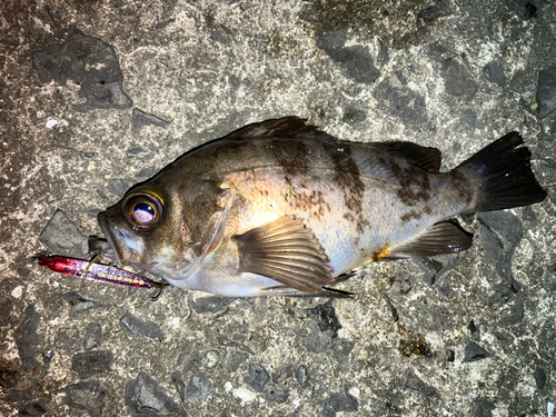 メバルの釣果