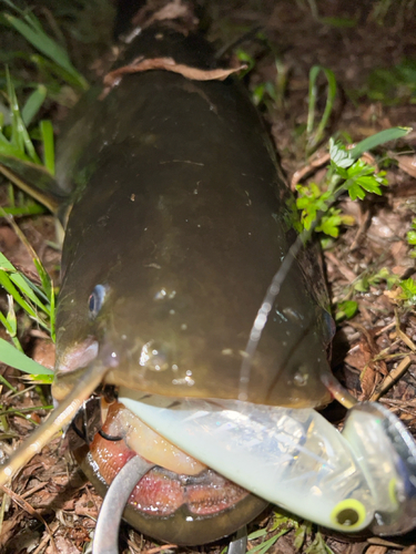 マナマズの釣果