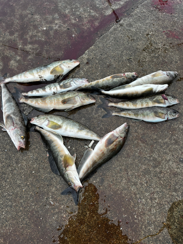 ホッケの釣果